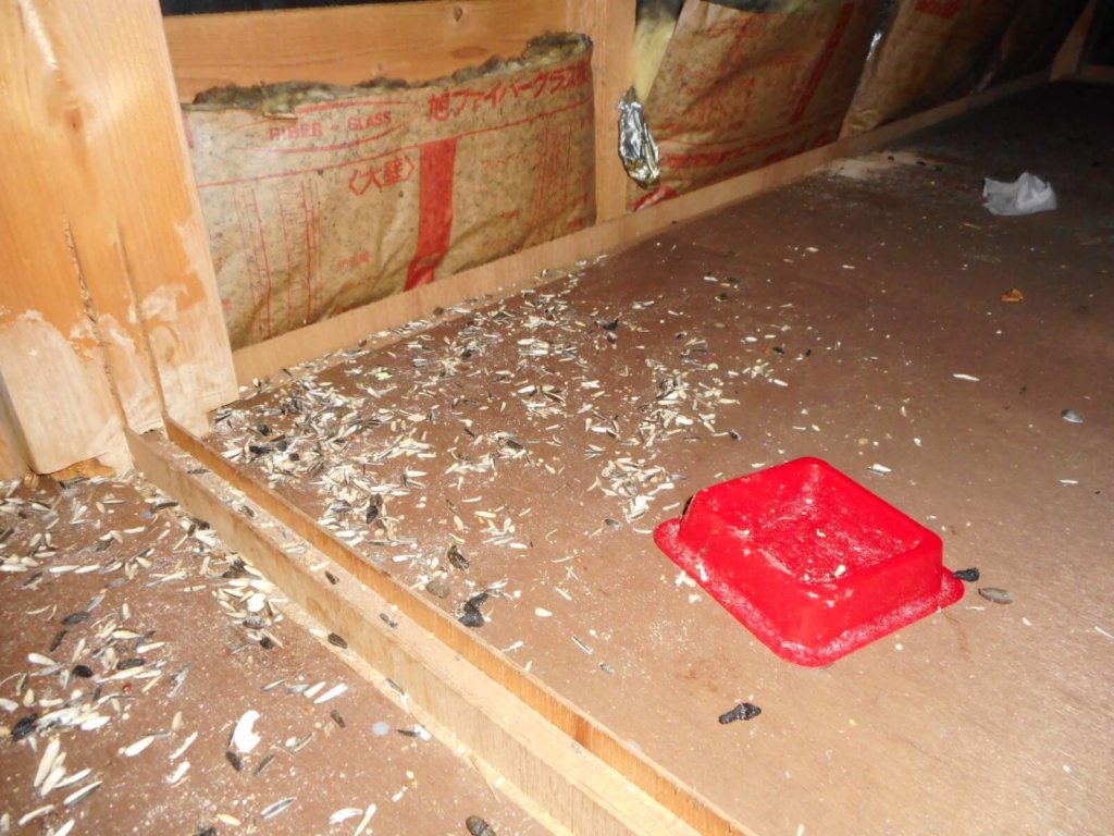 天井裏に置いた殺鼠剤を食べても平気なネズミとフン